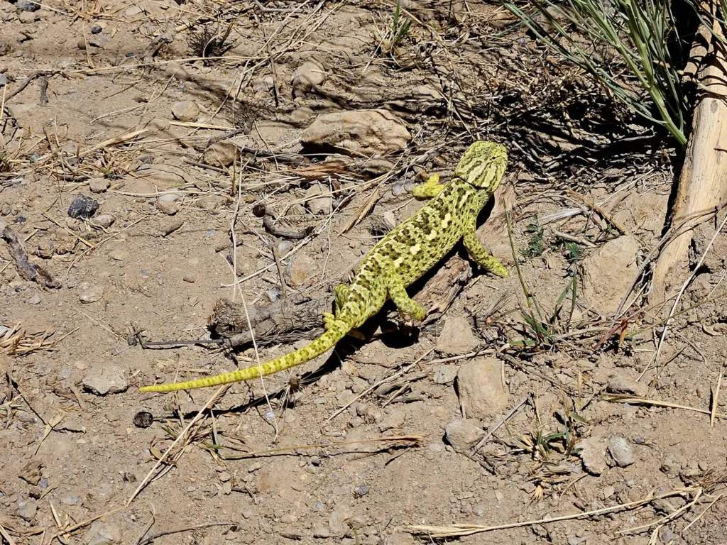 Camaleon