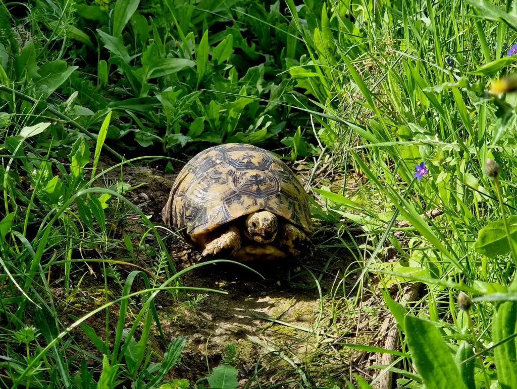 Tortuga