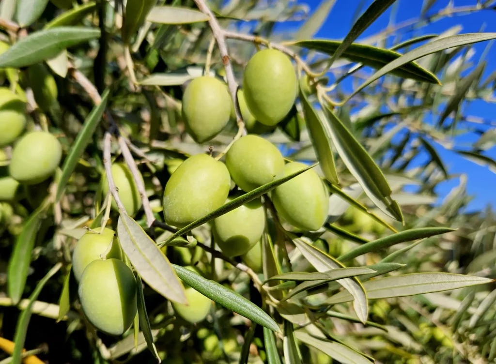 10-Olives