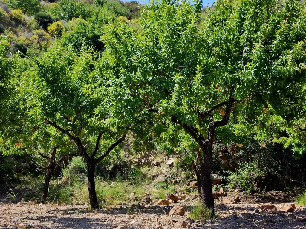 Almendros