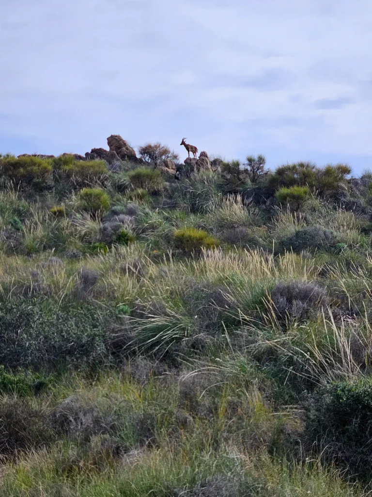 Ibex