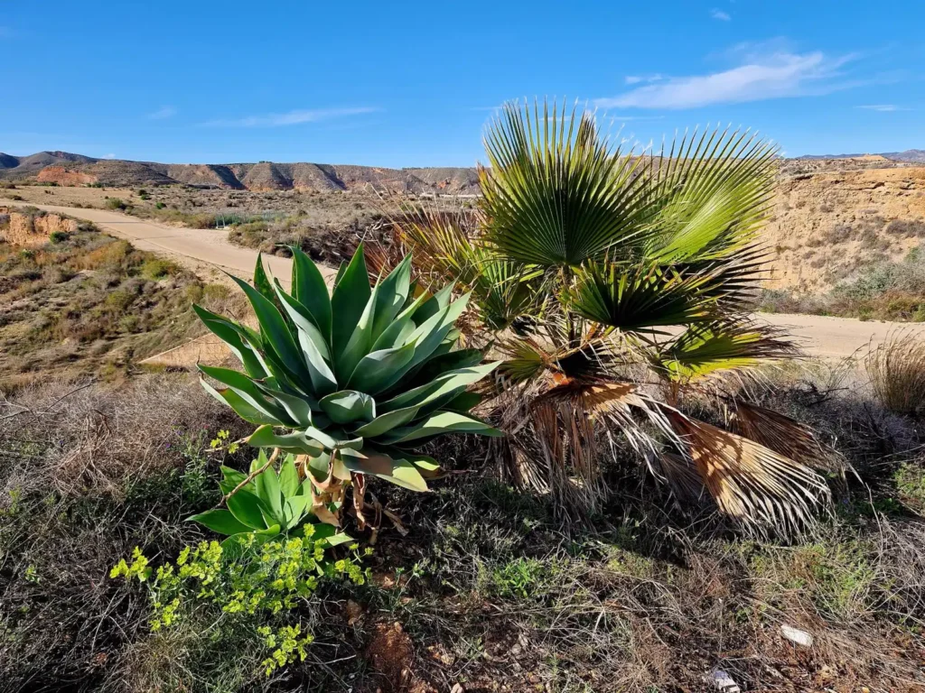 Typical-Vegetation